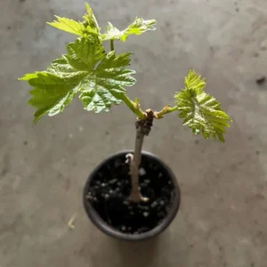 Midgely Seedless Grape Live Plant for Planting 4