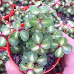 Midstripe Rainbow Bush Jade Plant - Portulacaria Succulent in 2.5