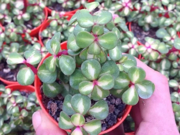 Midstripe Rainbow Bush Jade Plant - Portulacaria Succulent in 2.5" Pot