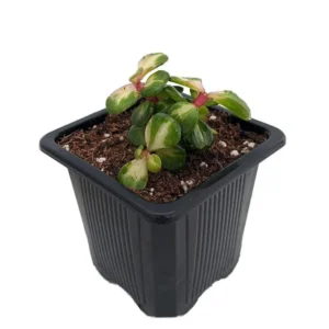 Midstripe Rainbow Bush Jade Plant - Portulacaria Succulent in 2.5