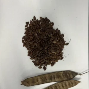 Mimosa Tree 100 Seeds Organic Albizia Julibrissin Pink Flowers Fast-Growing