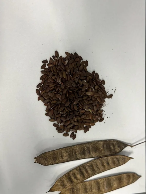 Mimosa Tree 100 Seeds Organic Albizia Julibrissin Pink Flowers Fast-Growing