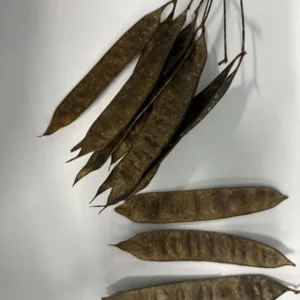 Mimosa Tree 100 Seeds Organic Albizia Julibrissin Pink Flowers Fast-Growing