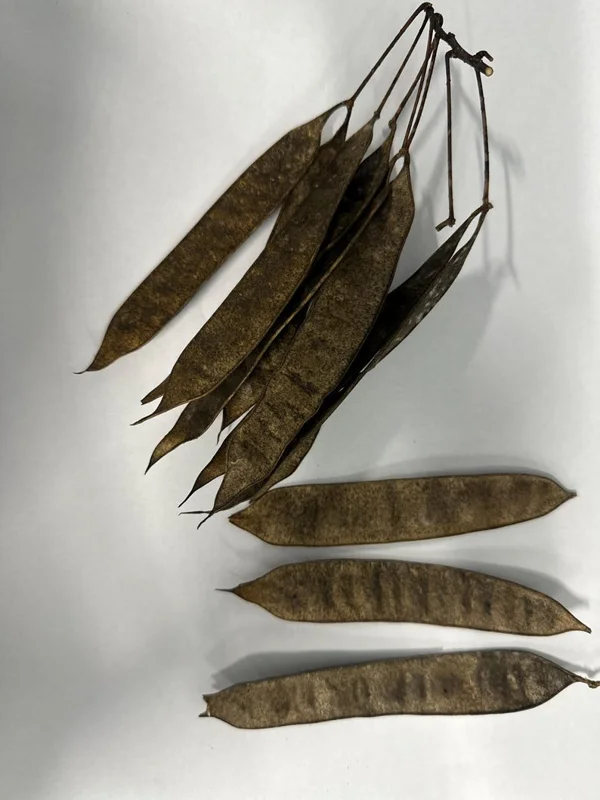 Mimosa Tree 100 Seeds Organic Albizia Julibrissin Pink Flowers Fast-Growing