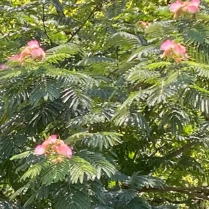 Mimosa Tree 100 Seeds Organic Albizia Julibrissin Pink Flowers Fast-Growing