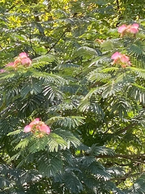 Mimosa Tree 100 Seeds Organic Albizia Julibrissin Pink Flowers Fast-Growing