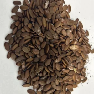 Mimosa Tree 100 Seeds Organic Albizia Julibrissin Pink Flowers Fast-Growing