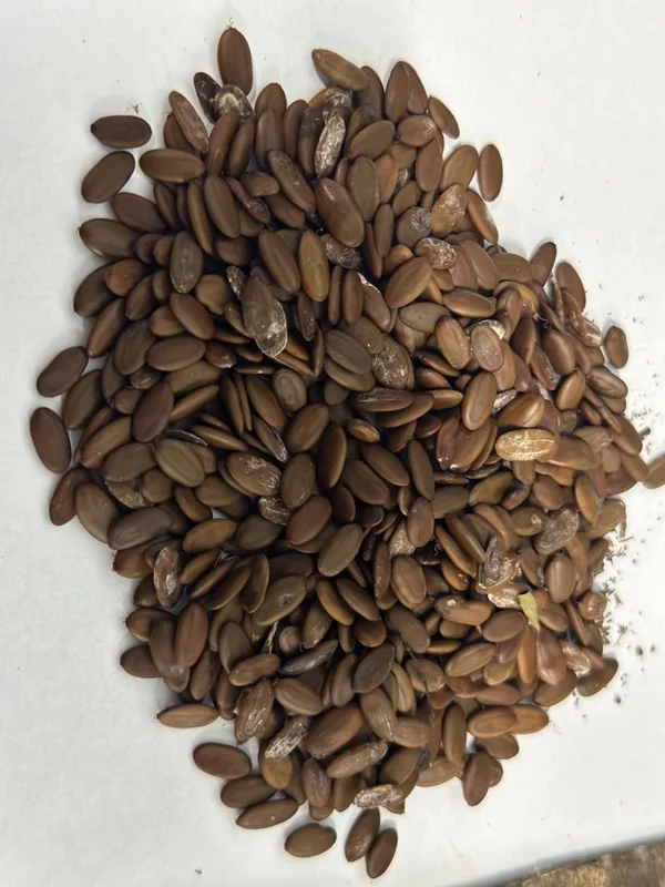 Mimosa Tree 100 Seeds Organic Albizia Julibrissin Pink Flowers Fast-Growing