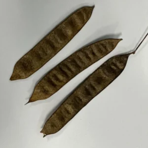 Mimosa Tree 100 Seeds Organic Albizia Julibrissin Pink Flowers Fast-Growing