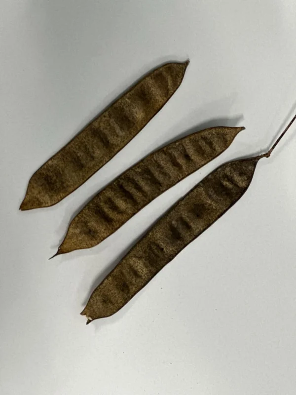 Mimosa Tree 100 Seeds Organic Albizia Julibrissin Pink Flowers Fast-Growing