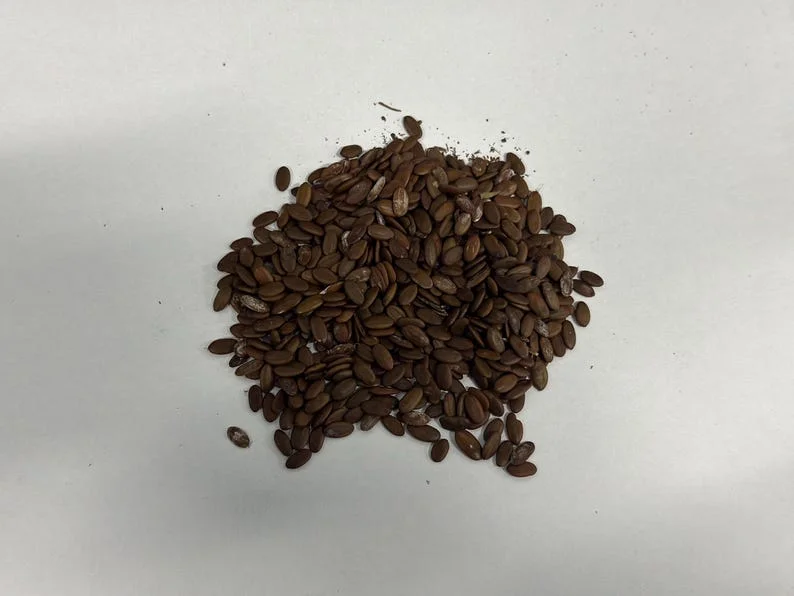 Mimosa Tree 100 Seeds Organic Albizia Julibrissin Pink Flowers Fast-Growing