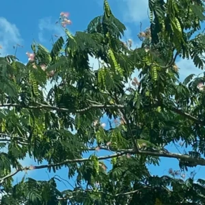 Mimosa Tree 100 Seeds Organic Albizia Julibrissin Pink Flowers Fast-Growing