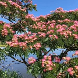 Mimosa Tree Bare-root 6-12'' | Albizia Julibrissin, Pink Flowers, Fast-Growing