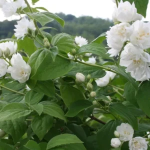 Minesota Snowflake Mook Orange Shrubs, 12-18 Inch Tall, Fragrant White Blooms