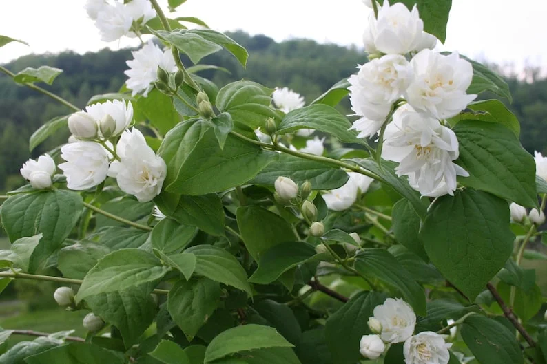Minesota Snowflake Mook Orange Shrubs, 12-18 Inch Tall, Fragrant White Blooms