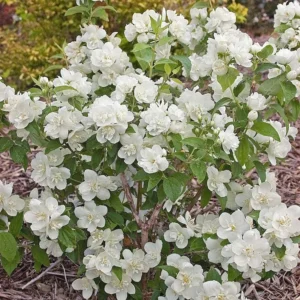 Minesota Snowflake Mook Orange Shrubs, 12-18 Inch Tall, Fragrant White Blooms