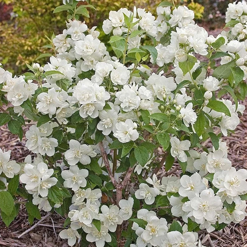 Minesota Snowflake Mook Orange Shrubs, 12-18 Inch Tall, Fragrant White Blooms