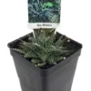 Mini Aloe Haworthioides Plant - World's Smallest Aloe 2.5" Pot, House Décor & Fairy Garden