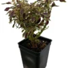 Mini Autumn Leaves Coleus Tree Houseplant – 2.5" Pot – Easy to Grow Indoors