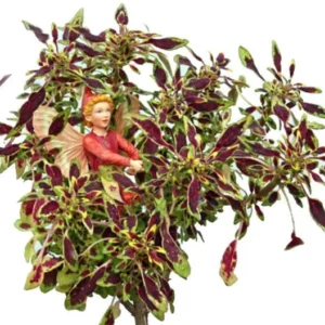 Mini Autumn Leaves Coleus Tree Houseplant – 2.5