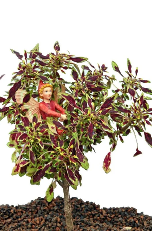 Mini Autumn Leaves Coleus Tree Houseplant – 2.5" Pot – Easy to Grow Indoors