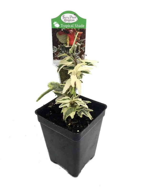 Mini Easter English Ivy - 2.5" Pot - Variegated Leaves, Indoor House Plant