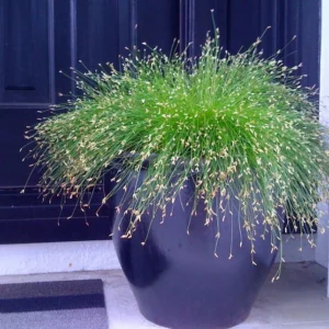 Mini Fiber Optic Grass - Isolepis/Scirpus Cernuus - 2.5