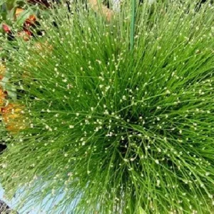 Mini Fiber Optic Grass - Isolepis/Scirpus Cernuus - 2.5