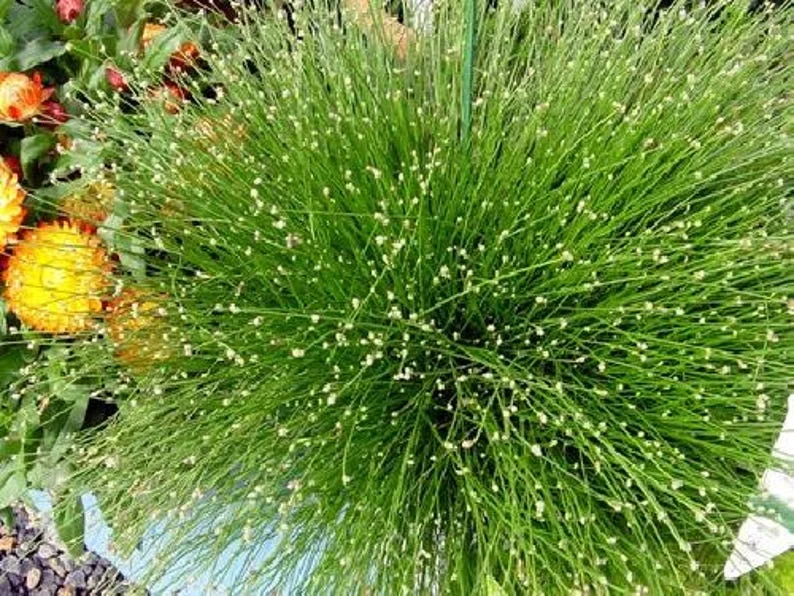Mini Fiber Optic Grass - Isolepis/Scirpus Cernuus - 2.5" Pot - Fairy Garden Sedge