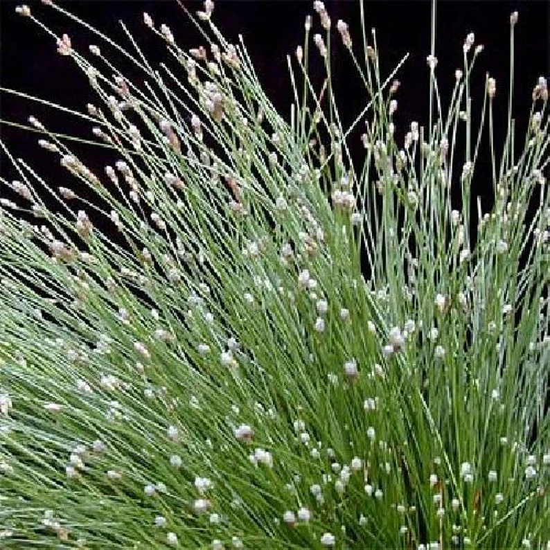 Mini Fiber Optic Grass - Isolepis/Scirpus Cernuus - 2.5" Pot - Fairy Garden Sedge