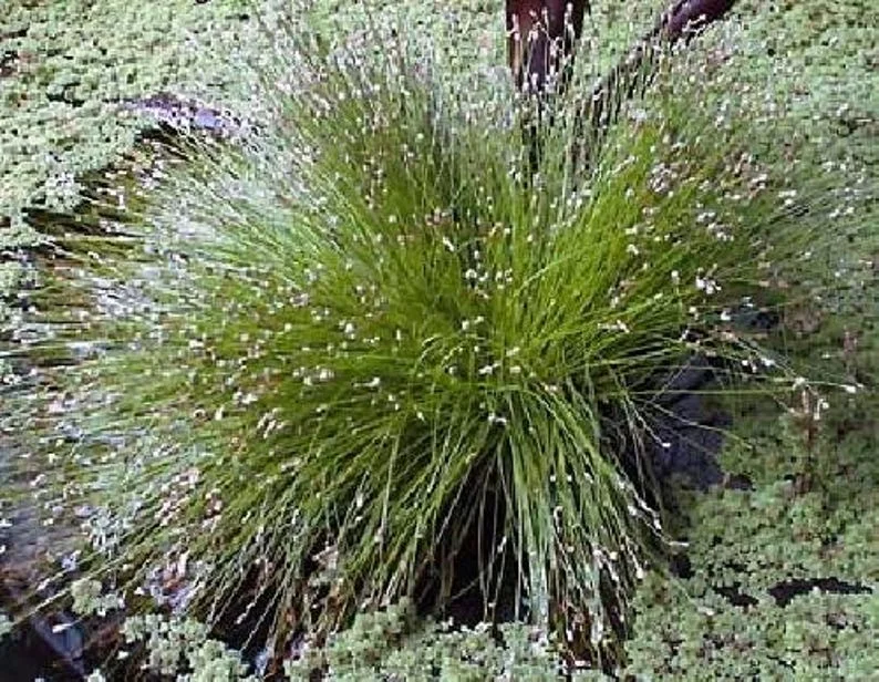 Mini Fiber Optic Grass - Isolepis/Scirpus Cernuus - 2.5" Pot - Fairy Garden Sedge