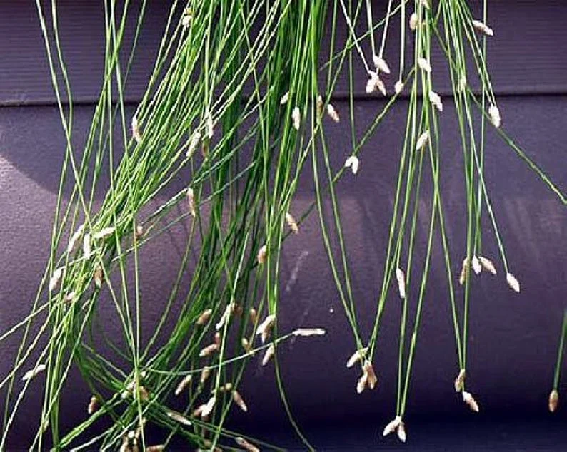 Mini Fiber Optic Grass - Isolepis/Scirpus Cernuus - 2.5" Pot - Fairy Garden Sedge