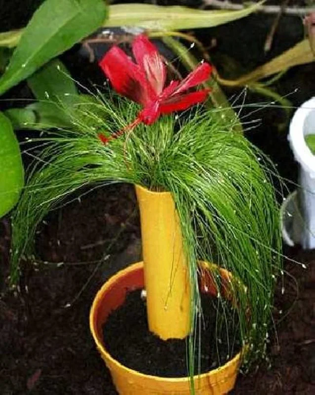 Mini Fiber Optic Grass - Isolepis/Scirpus Cernuus - 2.5" Pot - Fairy Garden Sedge