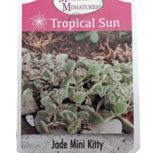 Mini Kitty Jade Crassula – 2.5