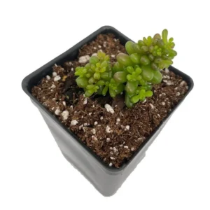 Mini Me Jelly Bean Succulent Plant – 2.5 Inch Pot – Sedum rubrotinctum House Plant