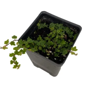 Mini Oakleaf Creeping Fig – Ficus quercifolia – Terrarium Plant 2.5