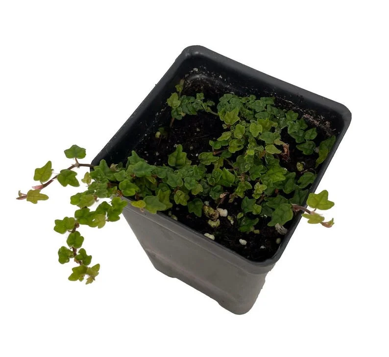 Mini Oakleaf Creeping Fig – Ficus quercifolia – Terrarium Plant 2.5" Pot