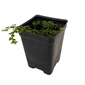 Mini Oakleaf Creeping Fig – Ficus quercifolia – Terrarium Plant 2.5