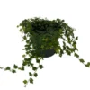 Mini Oakleaf Creeping Fig – Houseplant in 4" Pot – Terrarium, Topiary, Indoor Plant