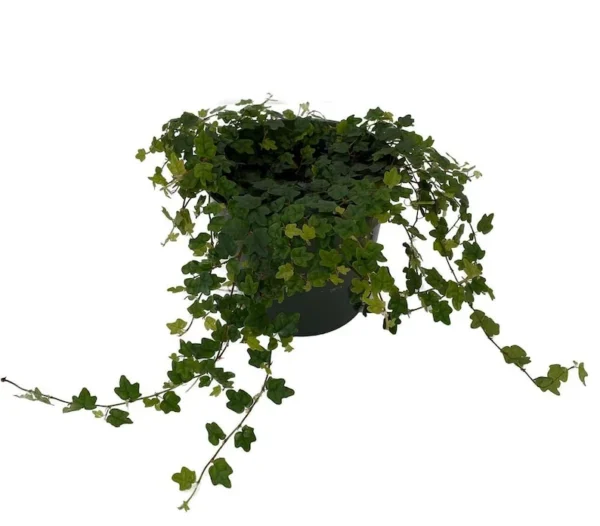 Mini Oakleaf Creeping Fig – Houseplant in 4" Pot – Terrarium, Topiary, Indoor Plant