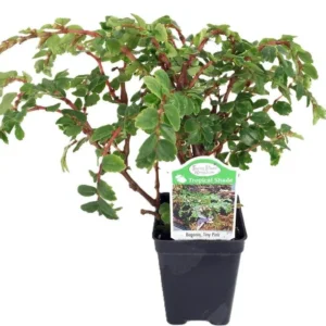 Mini Pink Begonia House Plant - 2.5 Inch Pot - Ideal for Terrarium & Fairy Garden Décor