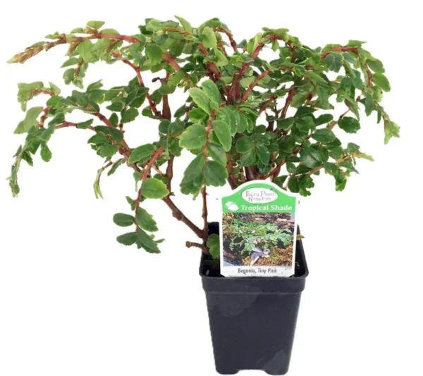 Mini Pink Begonia House Plant - 2.5 Inch Pot - Ideal for Terrarium & Fairy Garden Décor