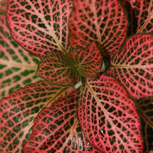 Mini Red Veined Nerve Plant - Indoor Fittonia - 2.5