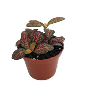 Mini Red Veined Nerve Plant - Indoor Fittonia - 2.5