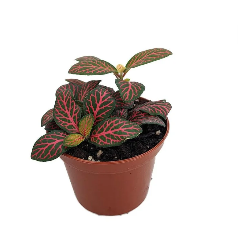 Mini Red Veined Nerve Plant - Indoor Fittonia - 2.5" Pot