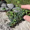 Miniature Abundance English Ivy – Tiny Leaf Ivy Plant – 2.5" Pot for Terrariums, Fairy Gardens, Indoor Décor