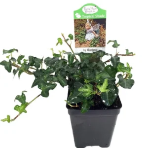 Miniature Abundance English Ivy – Tiny Leaf Ivy Plant – 2.5