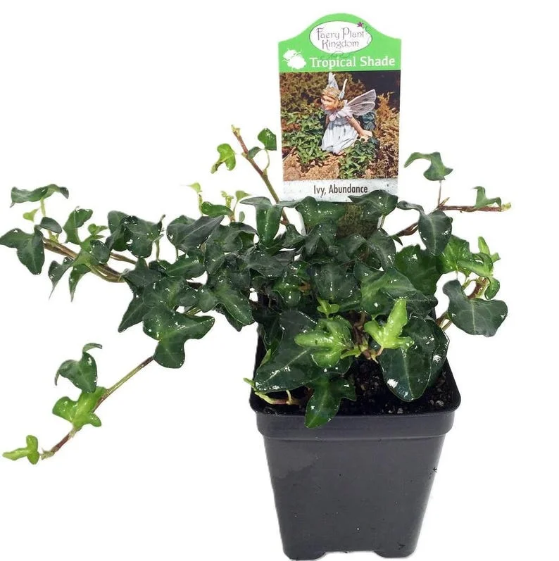 Miniature Abundance English Ivy – Tiny Leaf Ivy Plant – 2.5" Pot for Terrariums, Fairy Gardens, Indoor Décor