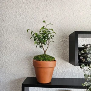 Miniature Ficus Bonsai Tree - 4in Pot - Lush Moss Base - Terracotta Pot
