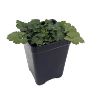 Miniature Pulchella Coral Bells - Dwarf Heuchera - 2.5 Inch Pot